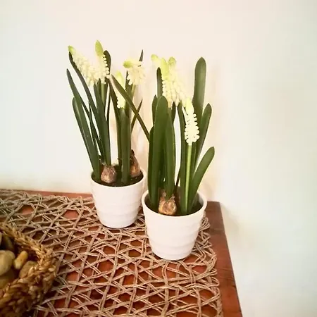 Apartment Wink Cozy Ibiza Town